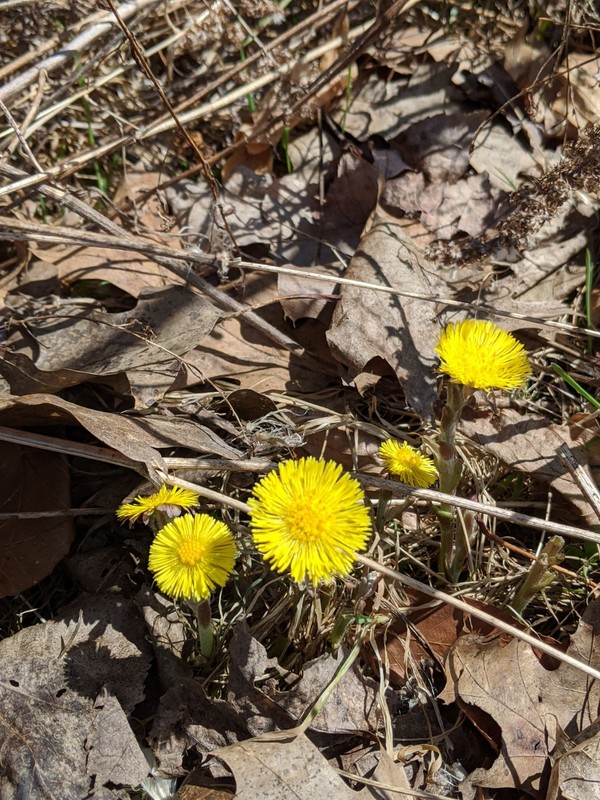 Colt's Foot Flowers.jpg Colt's Foot Flowers.jpg