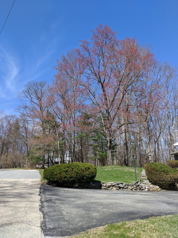 Red Buds, Blue Sky.jpg Red Buds, Blue Sky.jpg