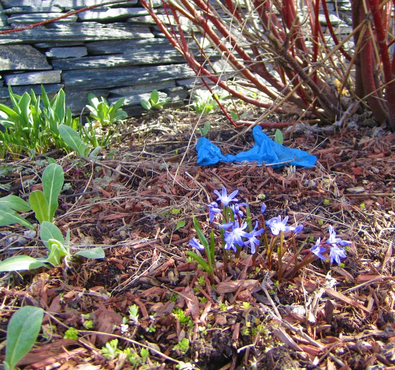 Trash and flowers.JPG