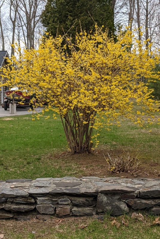 Forsythia in Essex.jpg Forsythia in Essex.jpg
